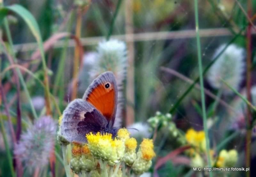 Strzępoczek ruczajnik - Coenonympha pamphilus