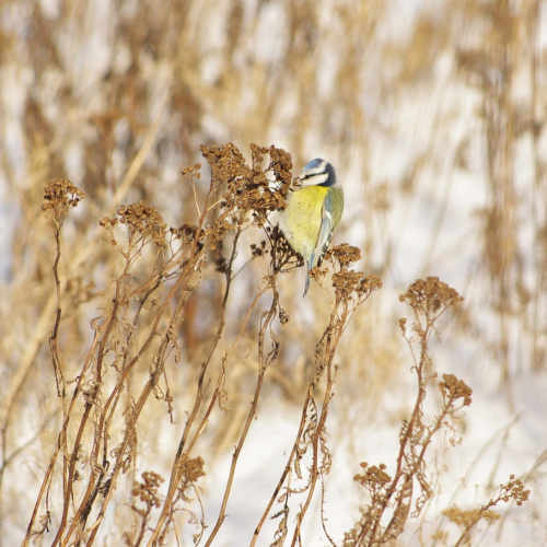 #zima #natura #ptaki #sikorka
