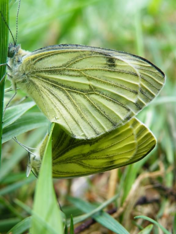 #motyl #owad