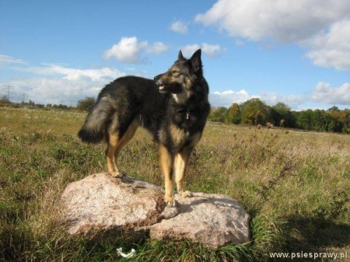 Forumowy konkurs KALENDARZ PSICH SPRAW 2011/wrzesień