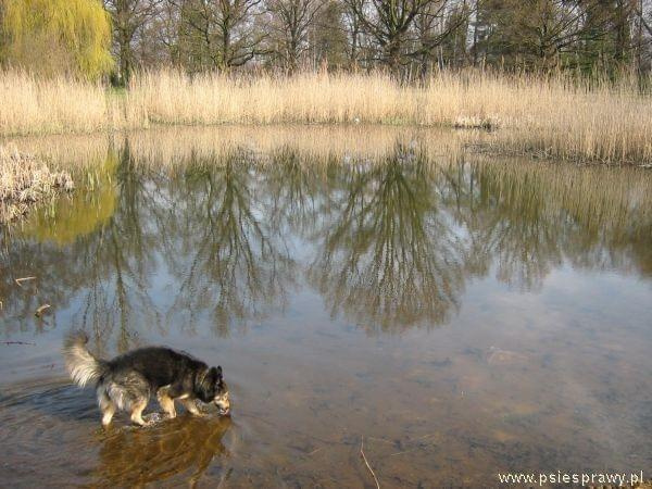 Forumowy konkurs KALENDARZ PSICH SPRAW 2011/październik