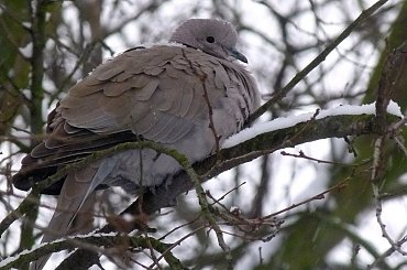 zmarznięta ptaszyna ... #ptaki #sierpówki #gołębie #zima #park