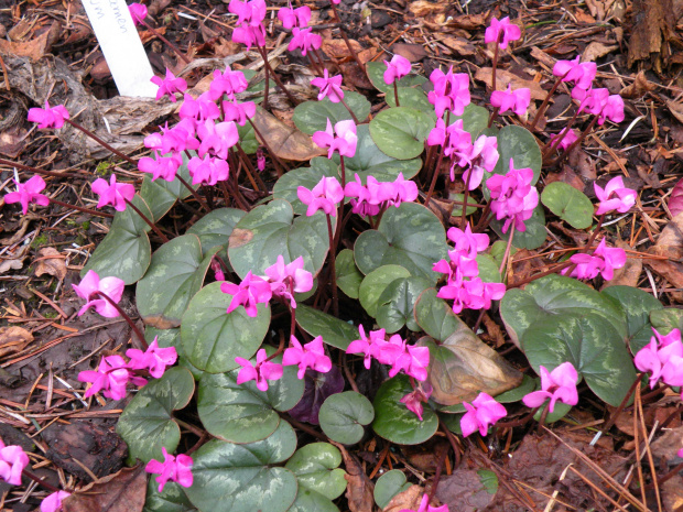 cyclamen coum