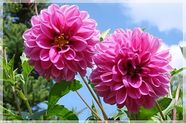 #DALIE #KWIATY #OGRÓD