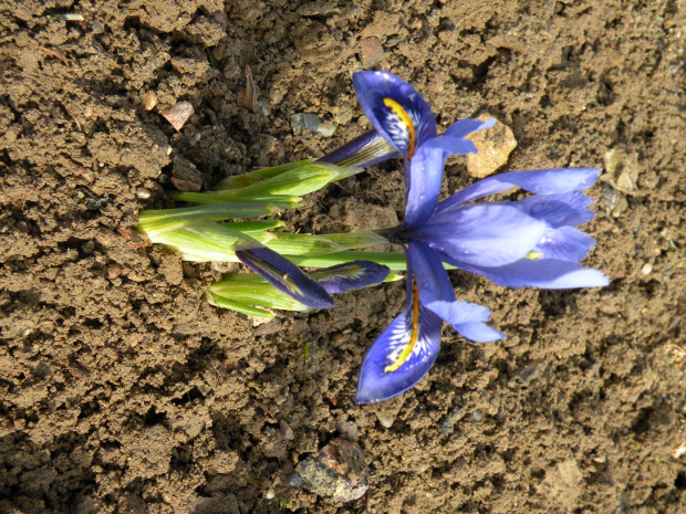 Iris reticulata