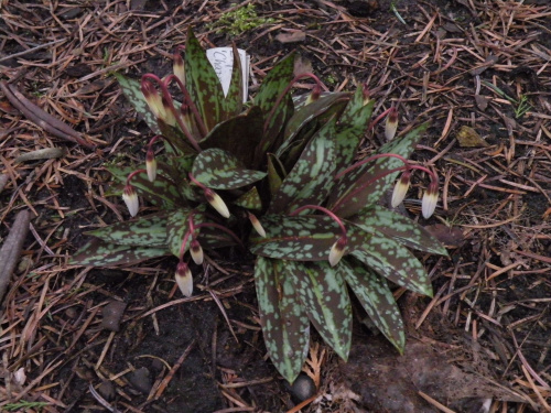 Erythroniumdens-canis 'Charmer'