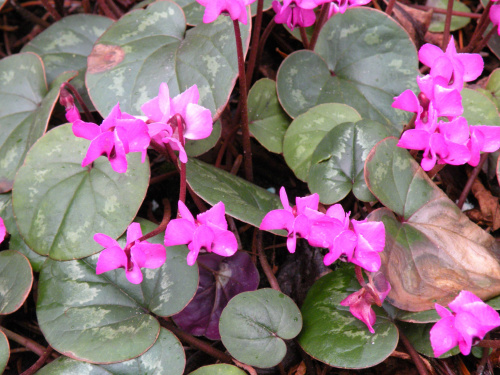 cyclamen coum