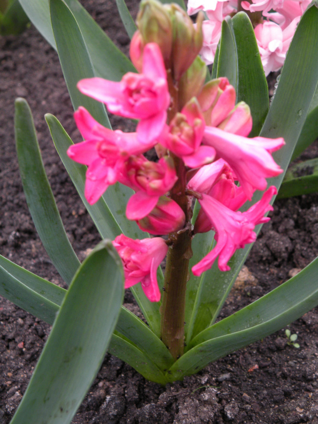 Red Diamond