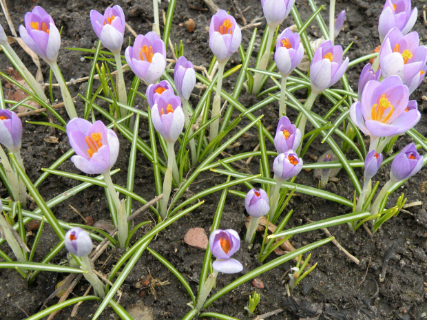 Crocus 'Barr's Purple' - 2009