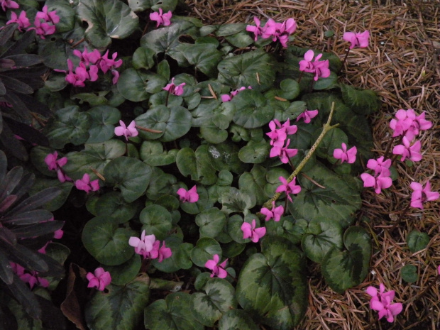 Cyclamen coum