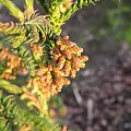 Cryptomeria japonica