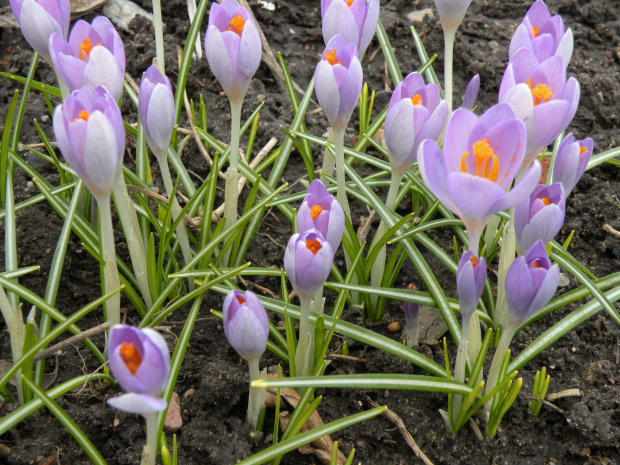 Crocus 'Barr's Purple' - 2009