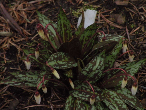 Erythroniumdens-canis 'Charmer'