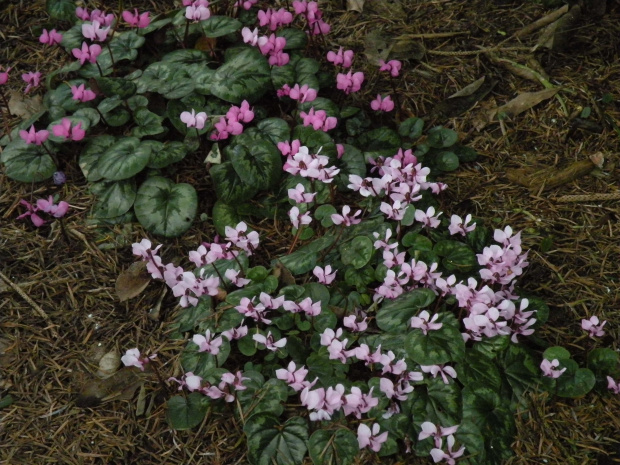 Cyclamen coum