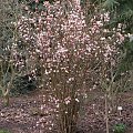 Viburnum 'Dawn'