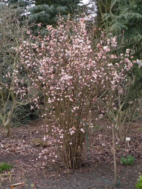 Viburnum 'Dawn'