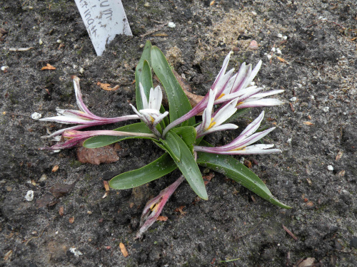 Colchicum kesselringi