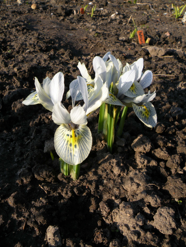 Iris 'Katharine Hodgkin'