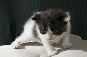 #kot #koty #kociak #kociaki