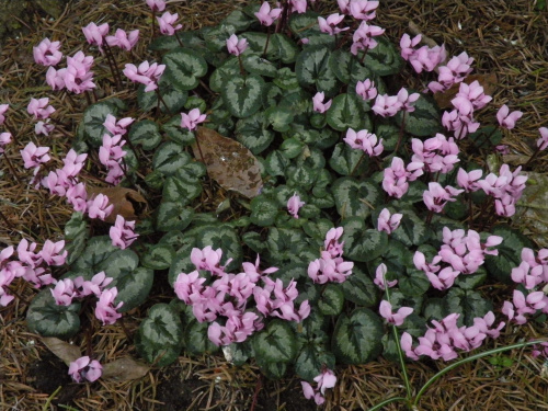 Cyclamen coum