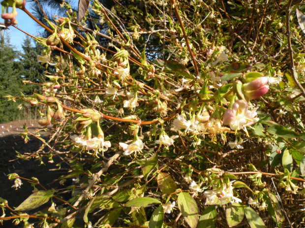 Lonicera purpusii - marzec