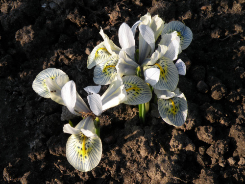 Iris 'Katharine Hodgkin'