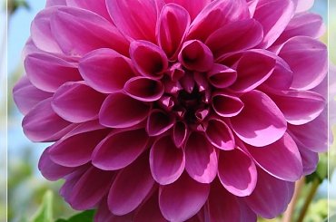 #DALIE #KWIATY #OGRÓD