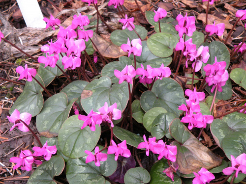 cyclamen coum