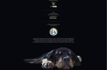 #rottka #anwil #rottweilery #rottweiler #koszykówka #kosz #włocławek