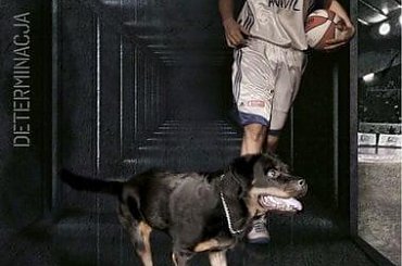 #rottka #anwil #rottweilery #rottweiler #koszykówka #kosz #włocławek