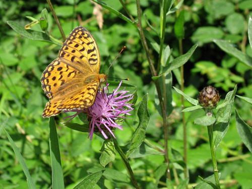 przy bieszczadzkich szlakach #motyle #natura #PerłowiecWiększy