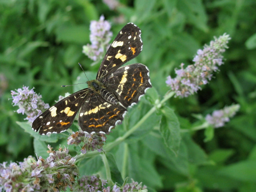 przy bieszczadzkich szlakach #motyle #natura #RusałkaKratkowiec