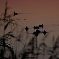 #kaczki #ptaki #wieczór #zalew