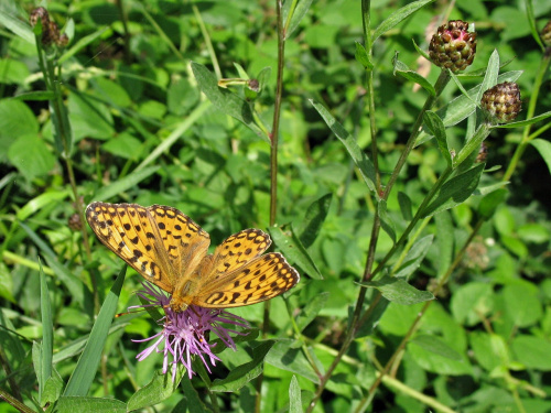 przy bieszczadzkich szlakach #motyle #natura #PerłowiecWiększy