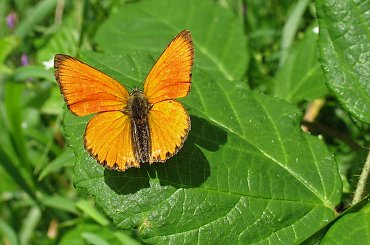 przy bieszczadzkich szlakach #motyle #natura #CzerwończykDukacik