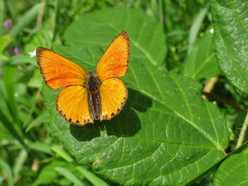 przy bieszczadzkich szlakach #motyle #natura #CzerwończykDukacik