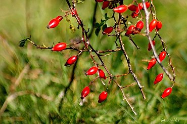 kochani pięknego weekendu Wam życzę ... :))) #jesień #DzikaRóża #WPolu #owoce