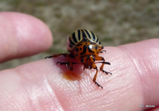 Stonka ziemniaczana (Leptinotarsa decemlineata)