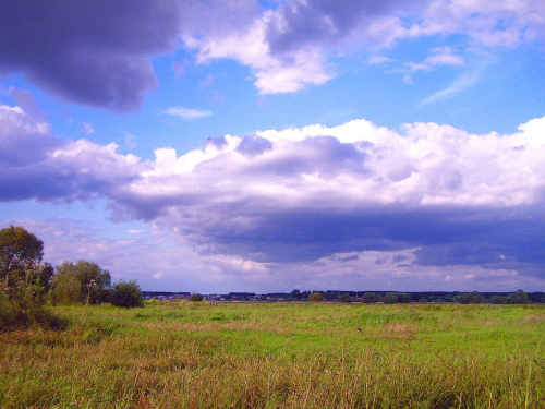 Nadnarwiańskie łąki. Kiedyś kilkoma korytami rozwidlała się tu Narew. Teraz pozostały mokradła. Przez "mądrą " gospodarkę człowieka .