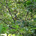 Bogatka, sikora bogatka (Parus major)