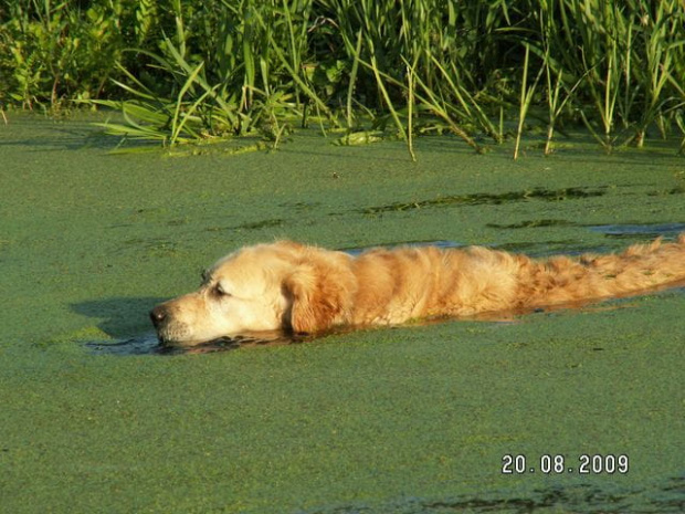 Łysy golden krokodyl Dandee