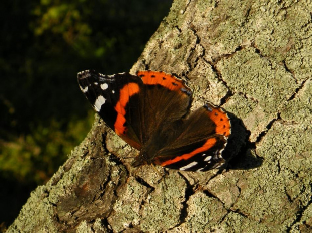 nim szerszeń go przegonił zdążyłam kilka cyknąć #motyl #owad #RusałkaAdmirał