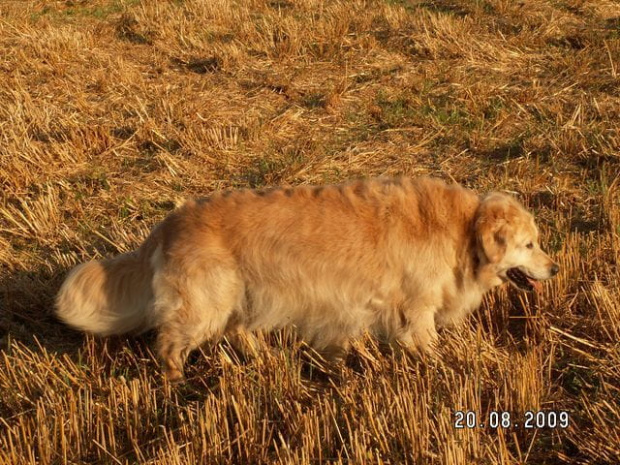 Łysy golden w polu