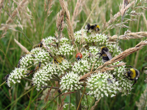 przy bieszczadzkich szlakach #zwierzęta #natura