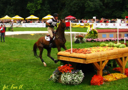 skakać czy jeść ? :P #WKKW #PucharŚwiata #konie #strzegom #zawody