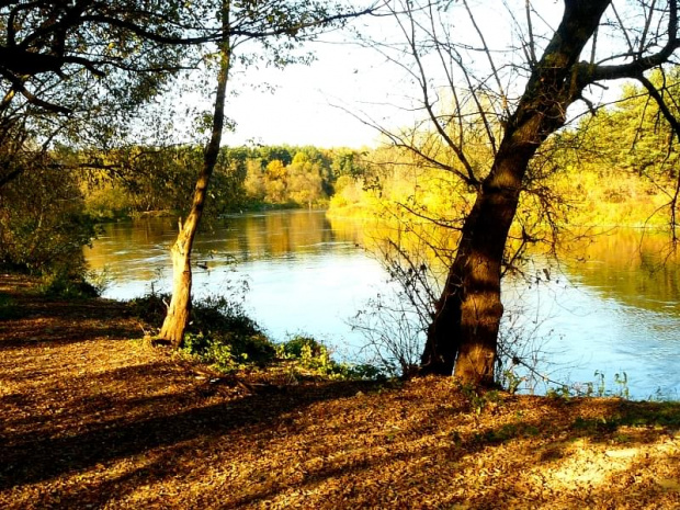 Warta w Naramowicach w jesiennych kolorach. #rzeki