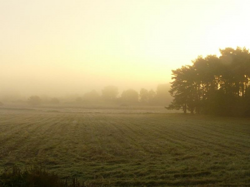 Cerekwica, mglisty poranek. #krajobrazy