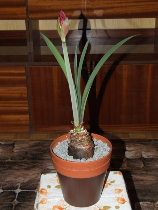 odmiana 'Benfica' - 4 kwietnia 2009 (trzeci pęd) #amarylis #Hippeastrum #hydroponika #Benfica