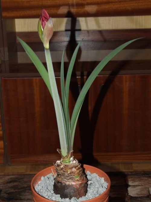 odmiana 'Benfica' - 4 kwietnia 2009 (trzeci pęd) #amarylis #Hippeastrum #hydroponika #Benfica