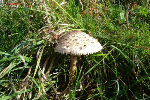 grzyby, mushrooms #grzyby #mushrooms #xnifar #rafinski
